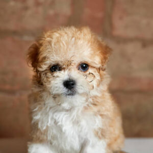 Lean-Maltese × Poodle Mix