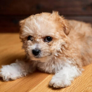 Lean-Maltese × Poodle Mix