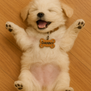 Danny-Adorable Maltese Puppy