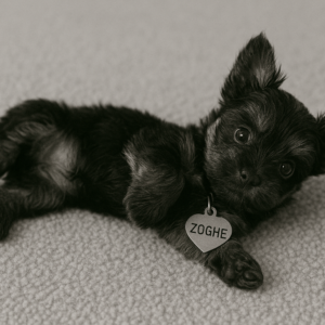 Indoor-raised Yorkie Puppy-ZOHGE