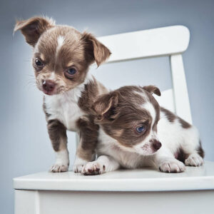 Female Teacup Chihuahua Puppy
