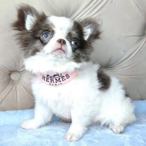 Teacup Chihuahua Puppy