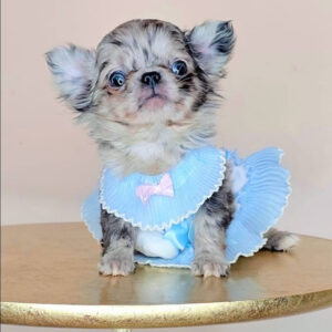 Male Teacup Chihuahua Puppy