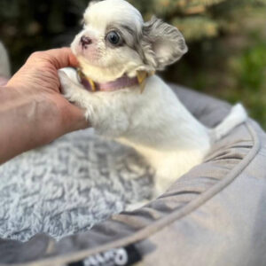 Diora-Teacup Chihuahua Puppy