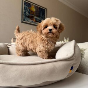 Ashanti – Fluffy Maltese Puppy for Sale