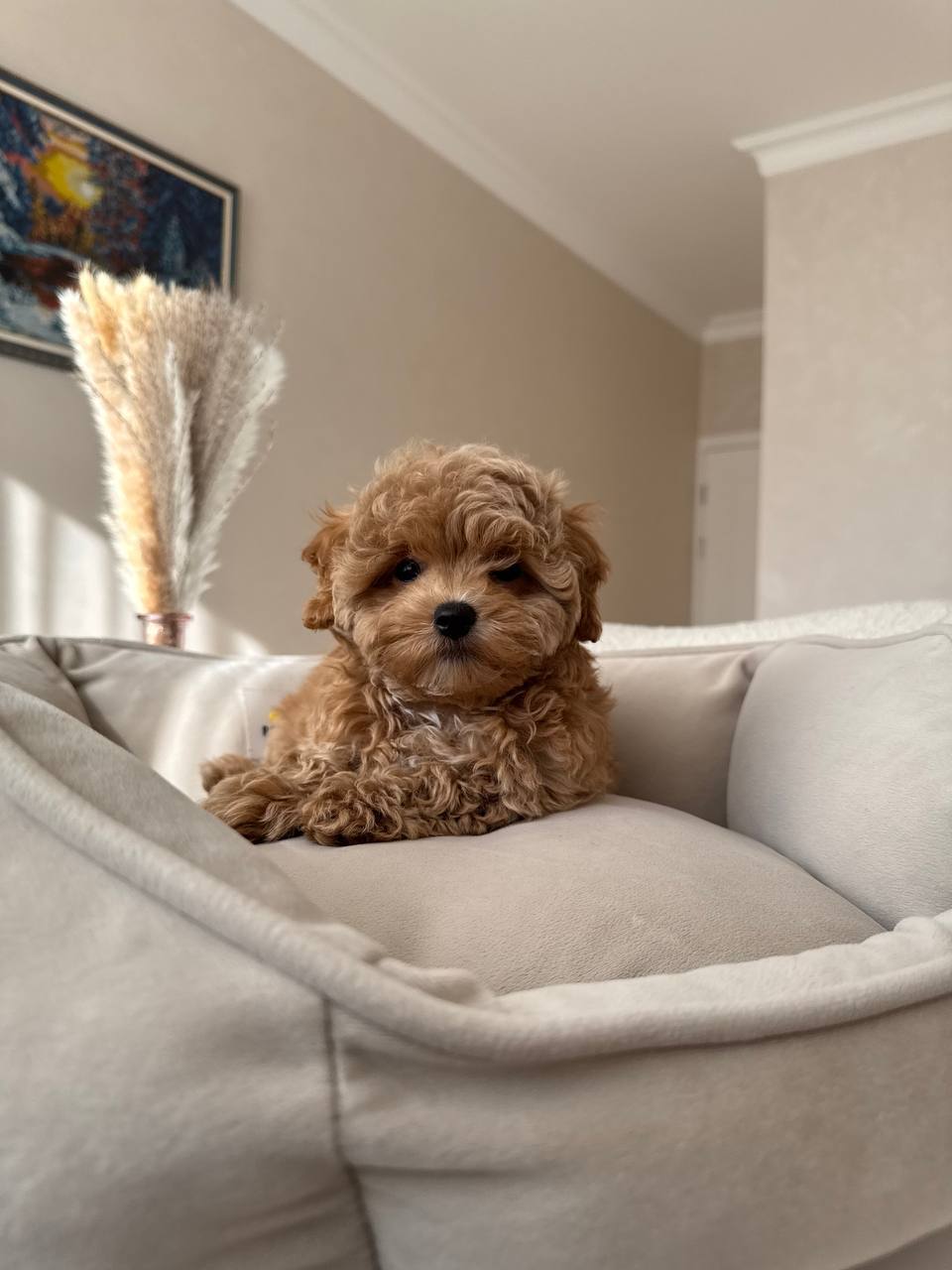 Adorable Maltese Puppies-Benny Adorable Maltese Puppies-Benny