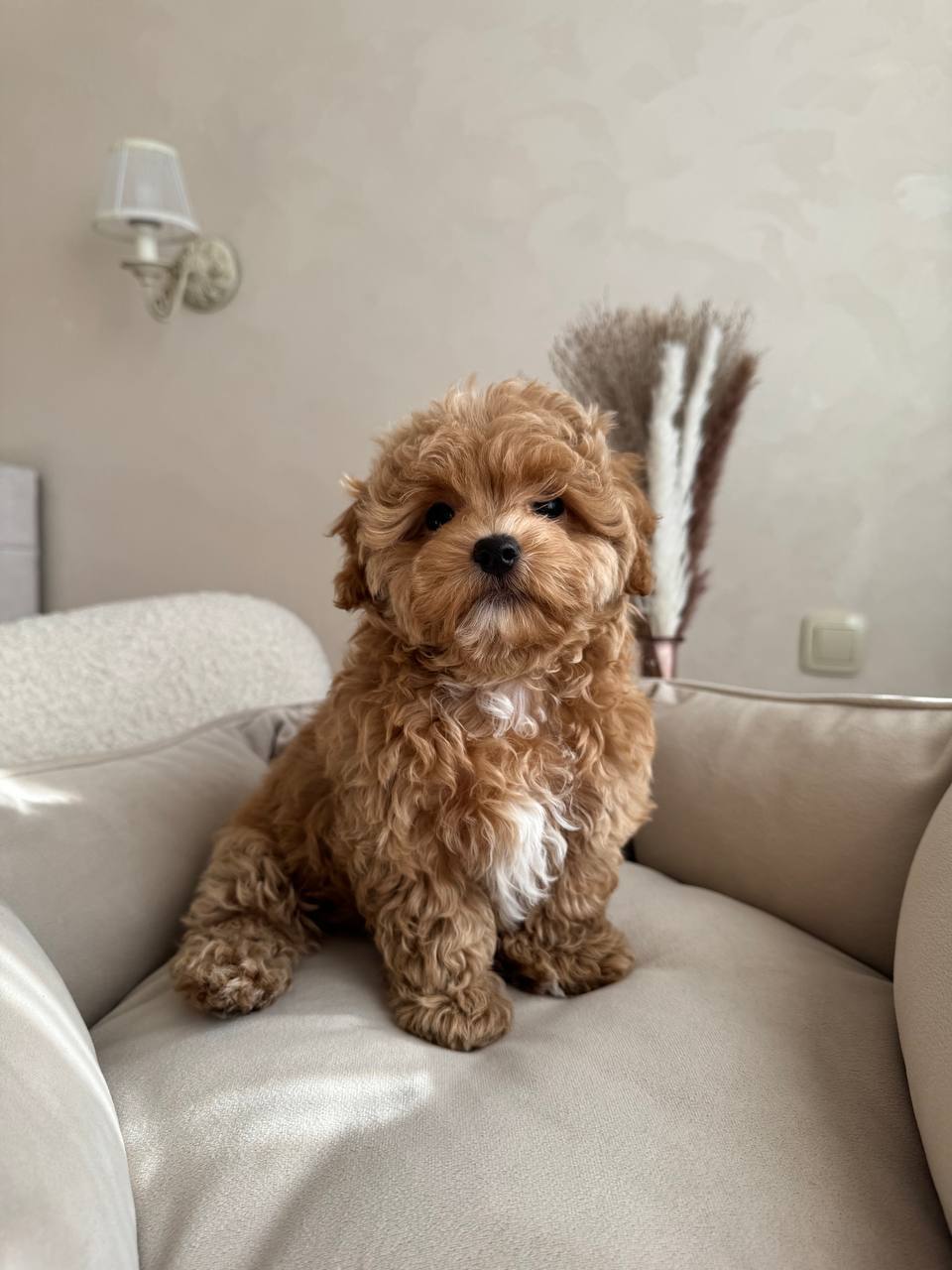 Adorable Maltese Puppies-Benny Adorable Maltese Puppies-Benny