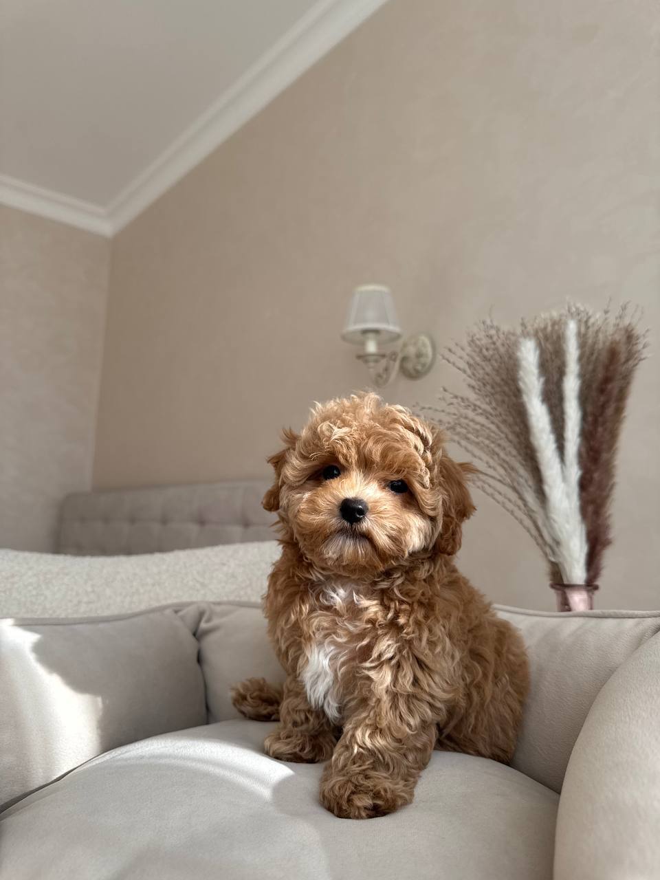 Adorable Maltese Puppies-Benny Adorable Maltese Puppies-Benny