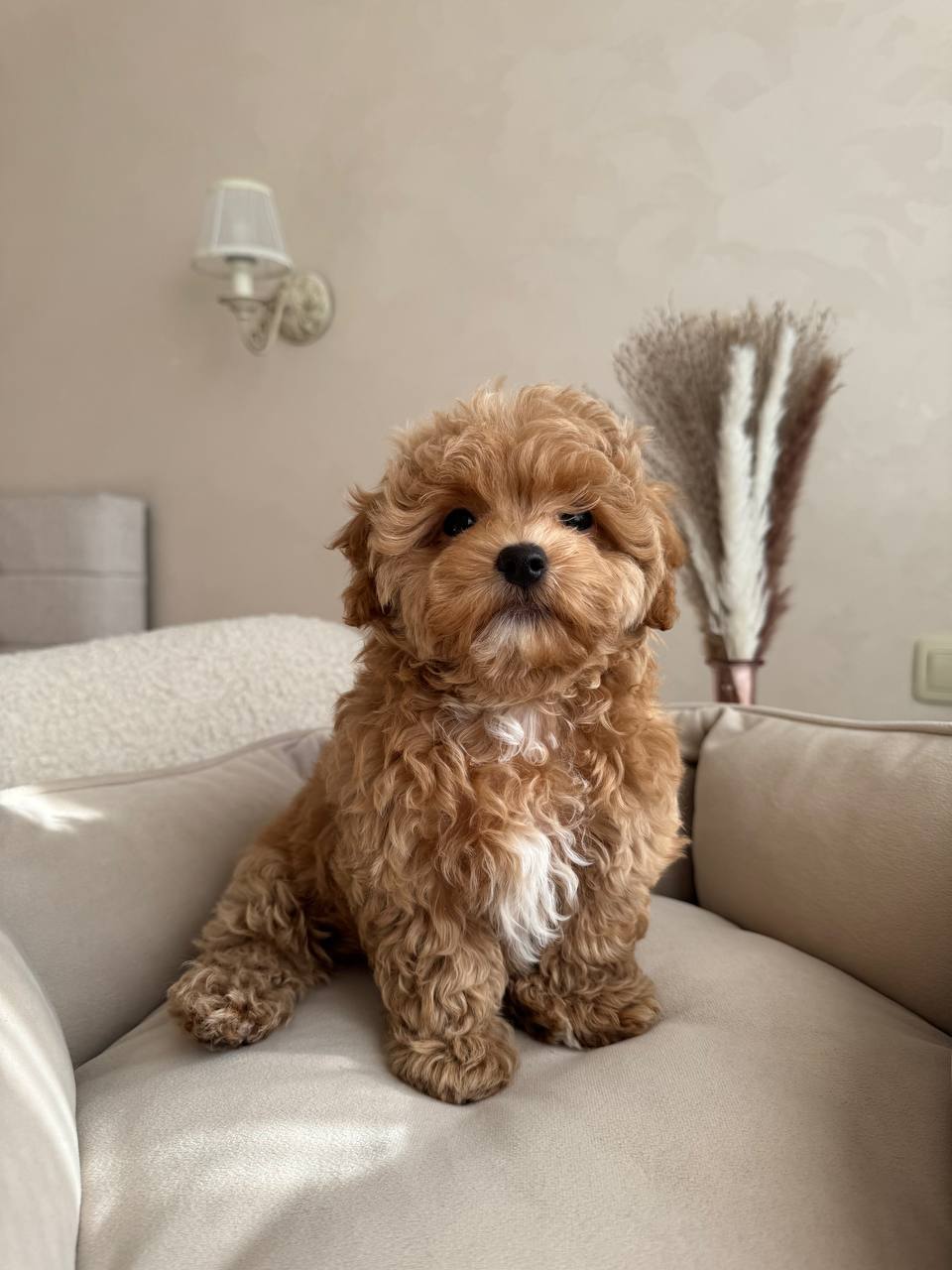 Adorable Maltese Puppies-Benny Adorable Maltese Puppies-Benny