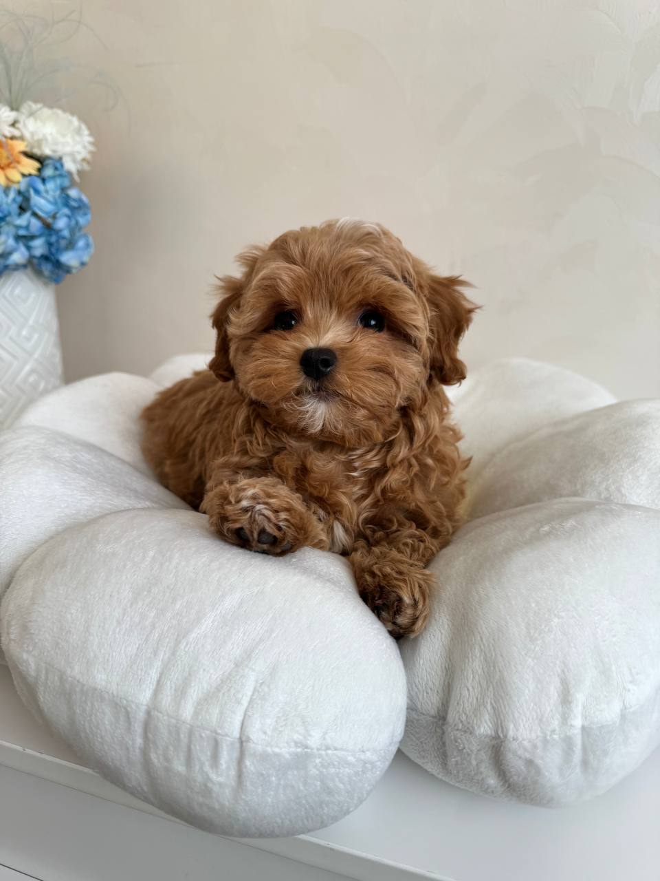 Adorable Maltese Puppies-Benny Adorable Maltese Puppies-Benny