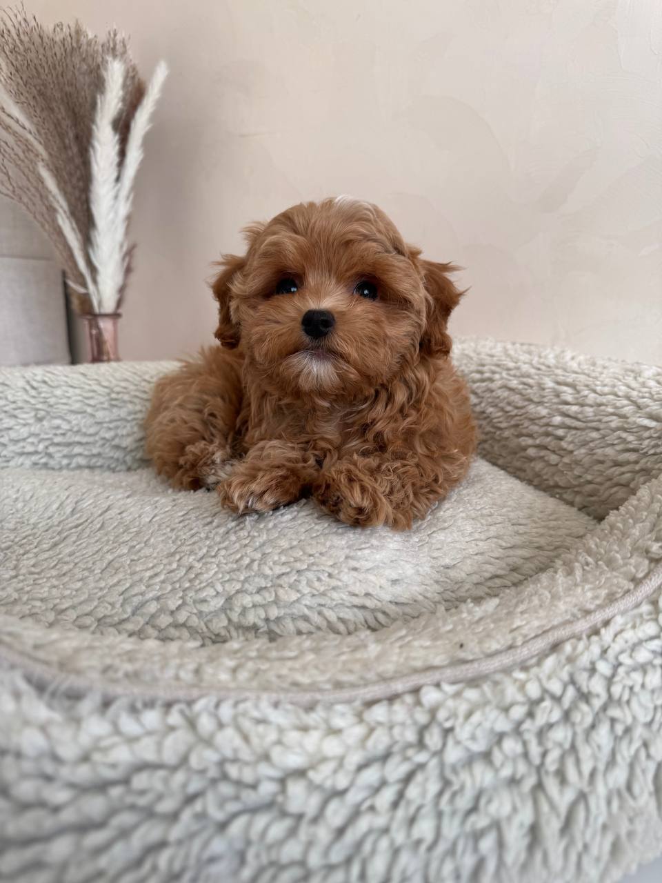 Adorable Maltese Puppies-Benny Adorable Maltese Puppies-Benny