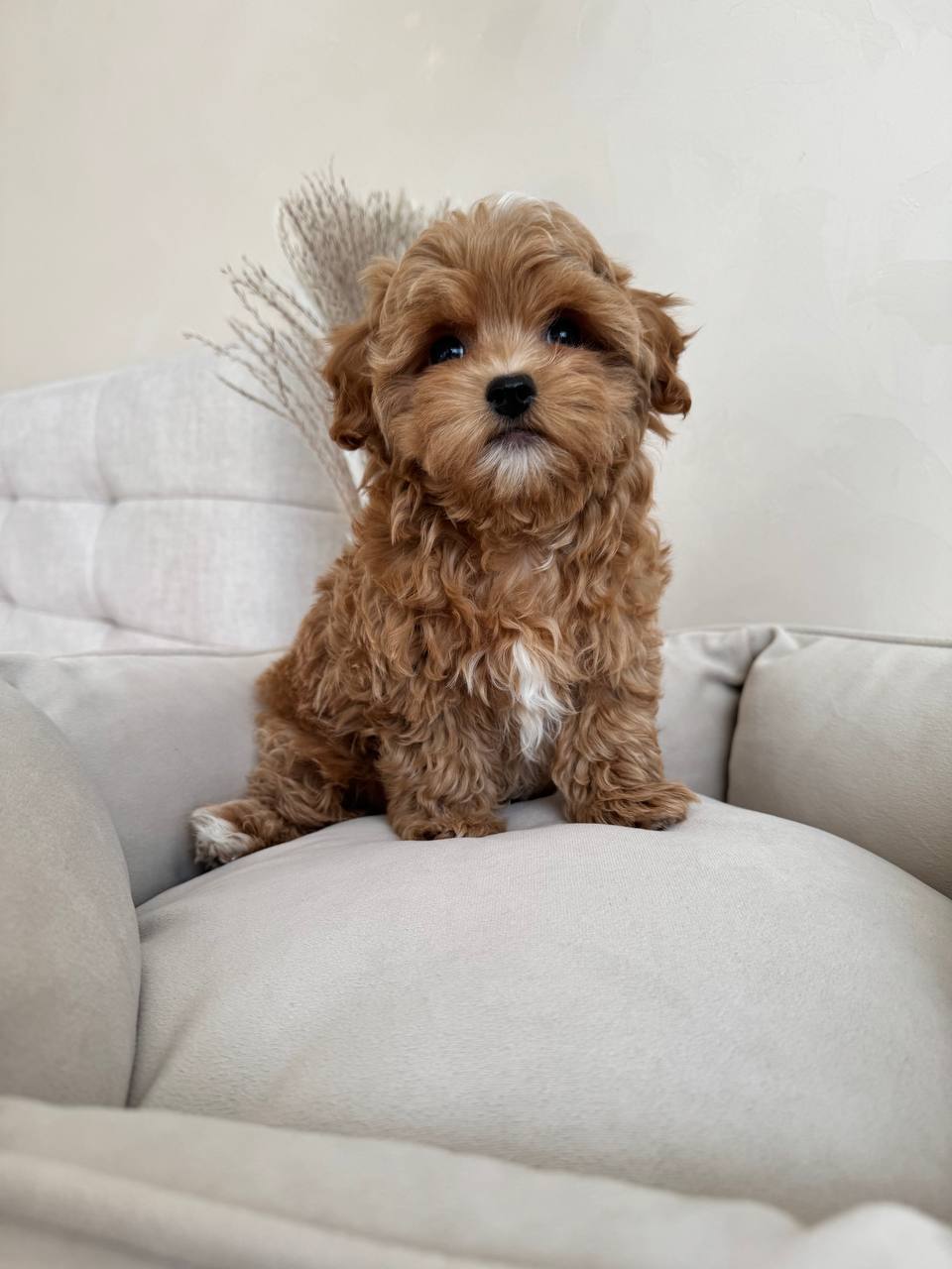 Adorable Maltese Puppies-Benny Adorable Maltese Puppies-Benny