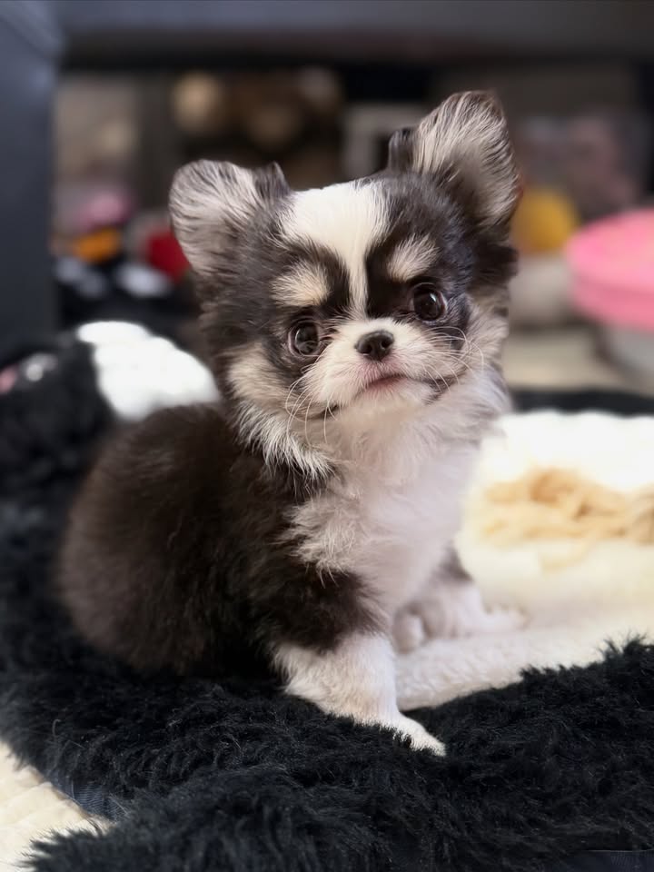Fluffy Teacup Chihuahua Puppy–Vicky