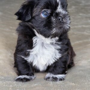 Shih-Tzu Puppy For Sale-Jackie