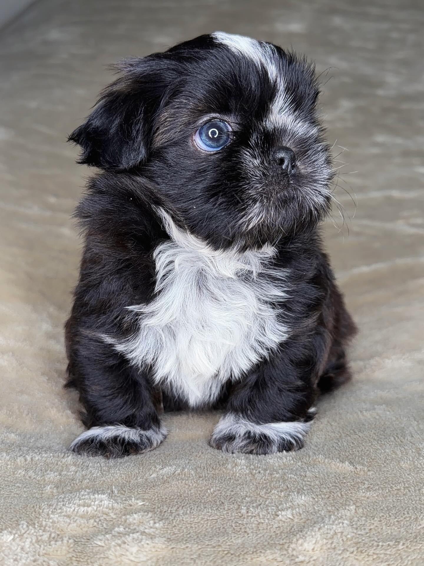 Shih-Tzu Puppy For Sale-Jackie Shih-Tzu Puppy For Sale-Jackie
