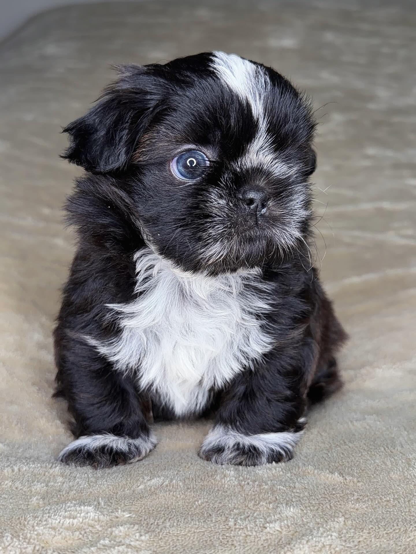 Shih-Tzu Puppy For Sale-Jackie Shih-Tzu Puppy For Sale-Jackie