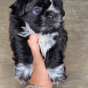 Shih-Tzu Puppy For Sale-Jackie