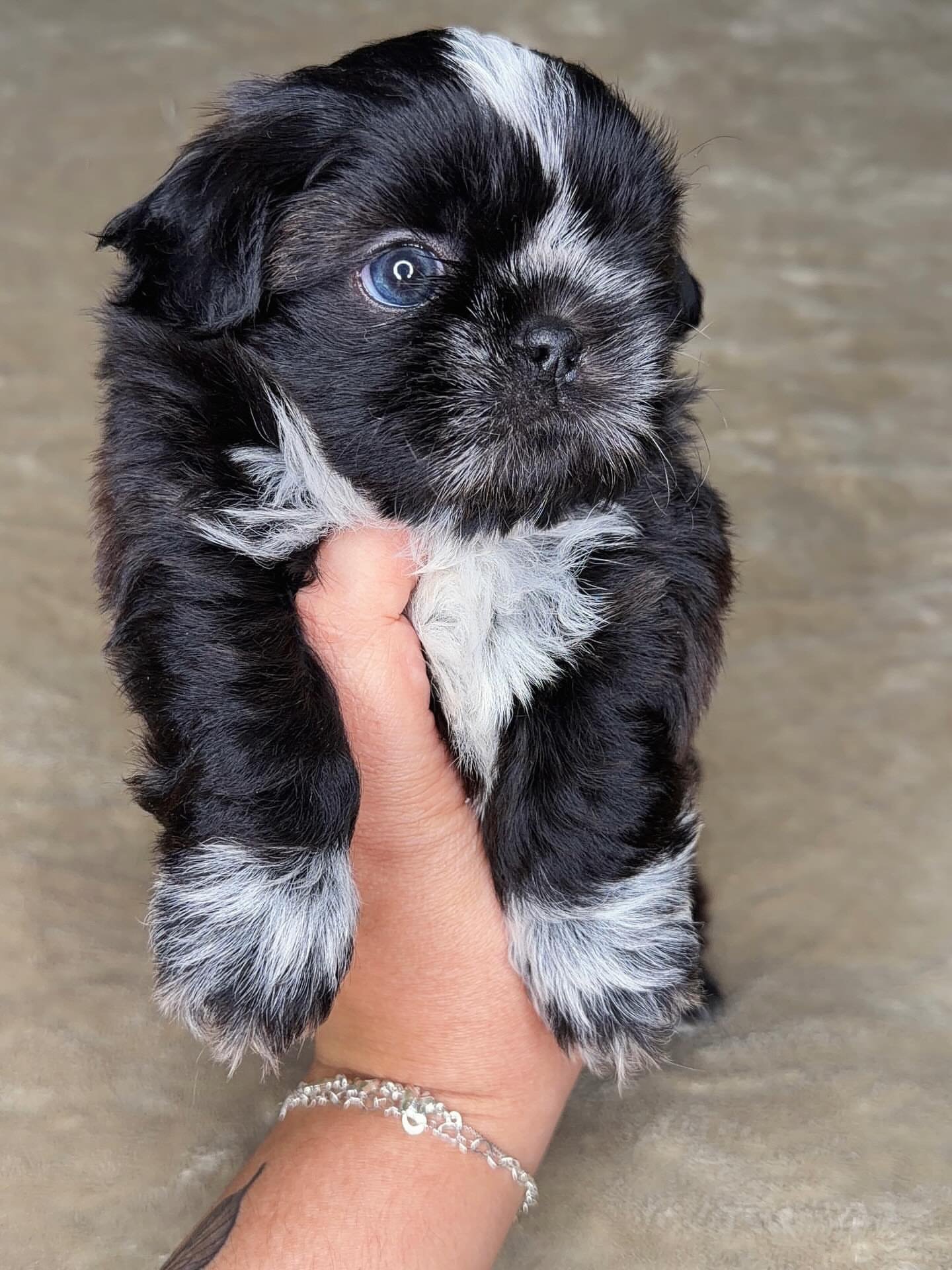 1773063425623.419 Shih-Tzu Puppy For Sale-Jackie