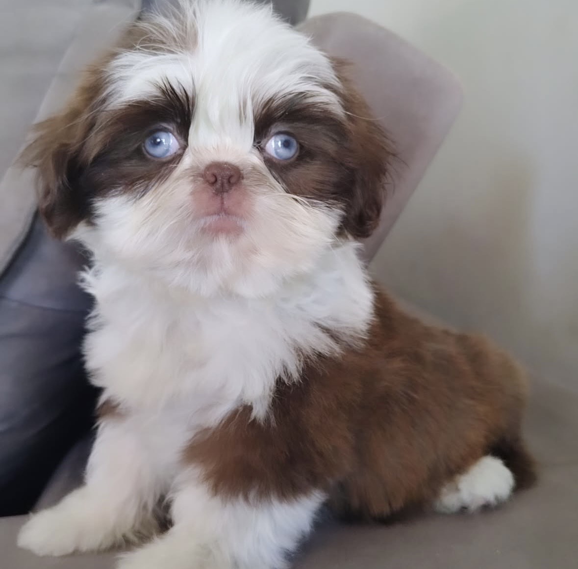 Purebred Shih Tzu Puppy for Sale-Dagger Purebred Shih Tzu Puppy for Sale-Dagger