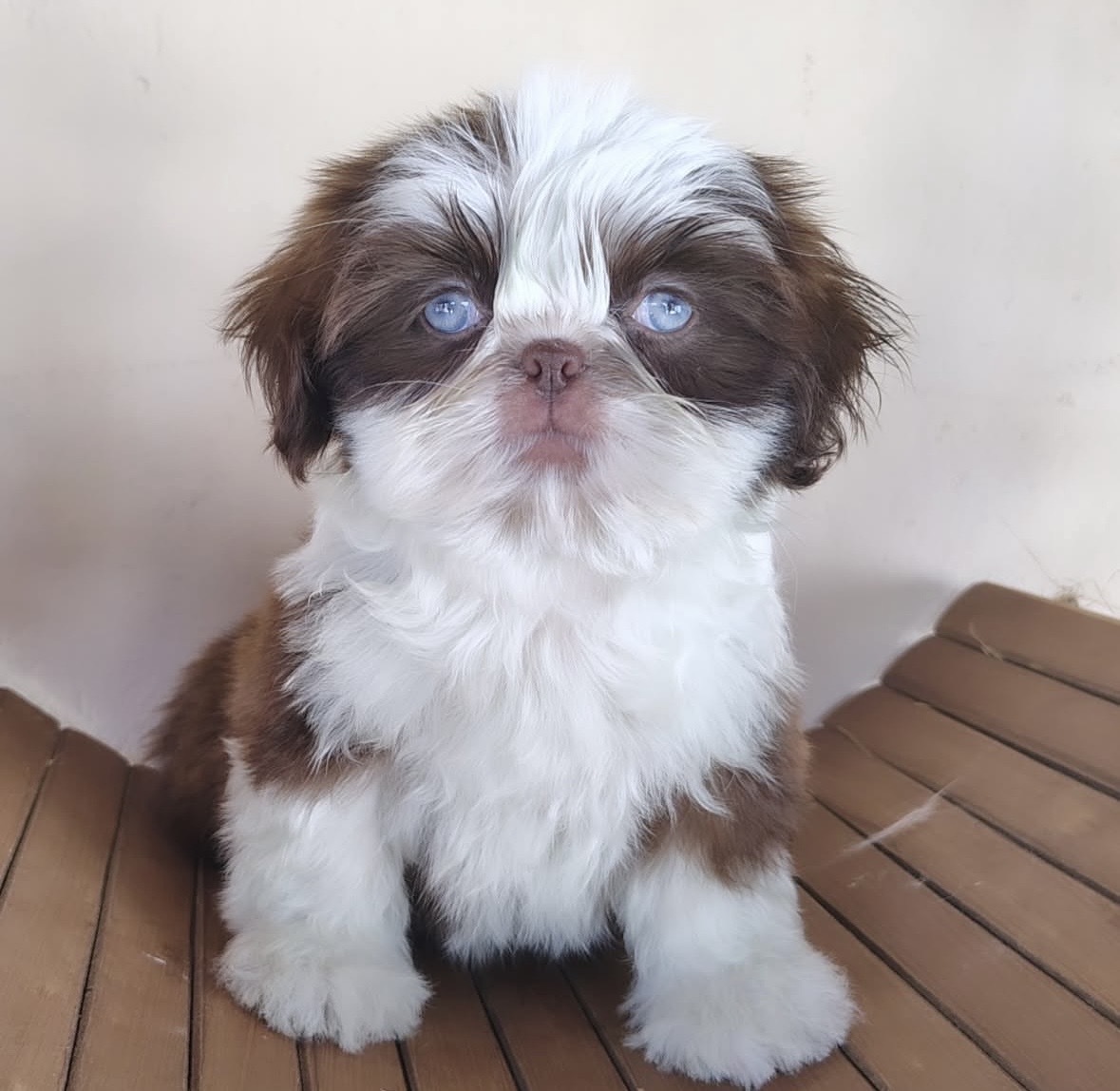 Purebred Shih Tzu Puppy for Sale-Dagger Purebred Shih Tzu Puppy for Sale-Dagger
