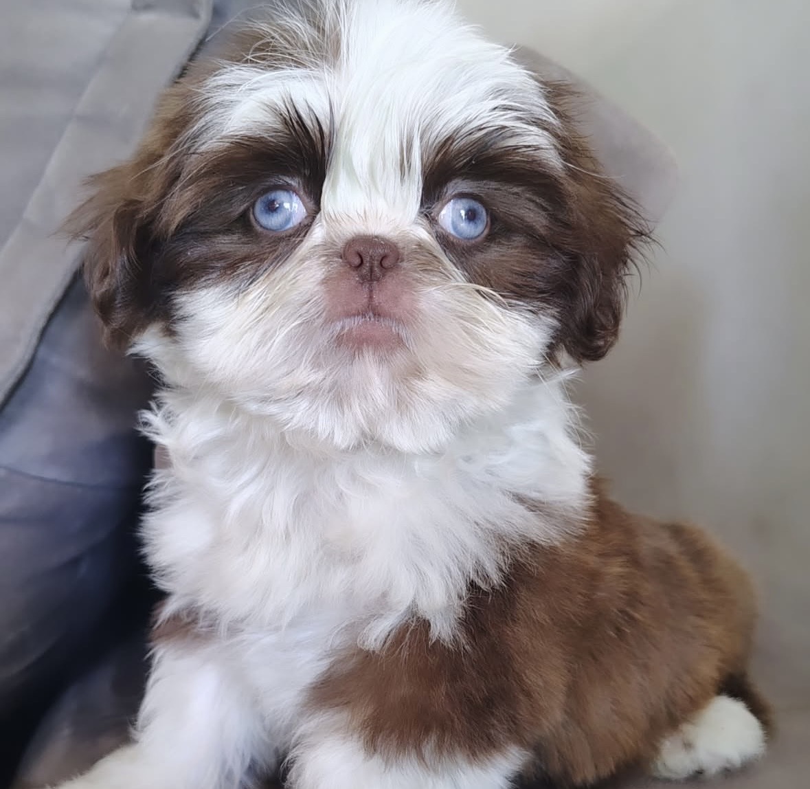 Purebred Shih Tzu Puppy for Sale-Dagger Purebred Shih Tzu Puppy for Sale-Dagger