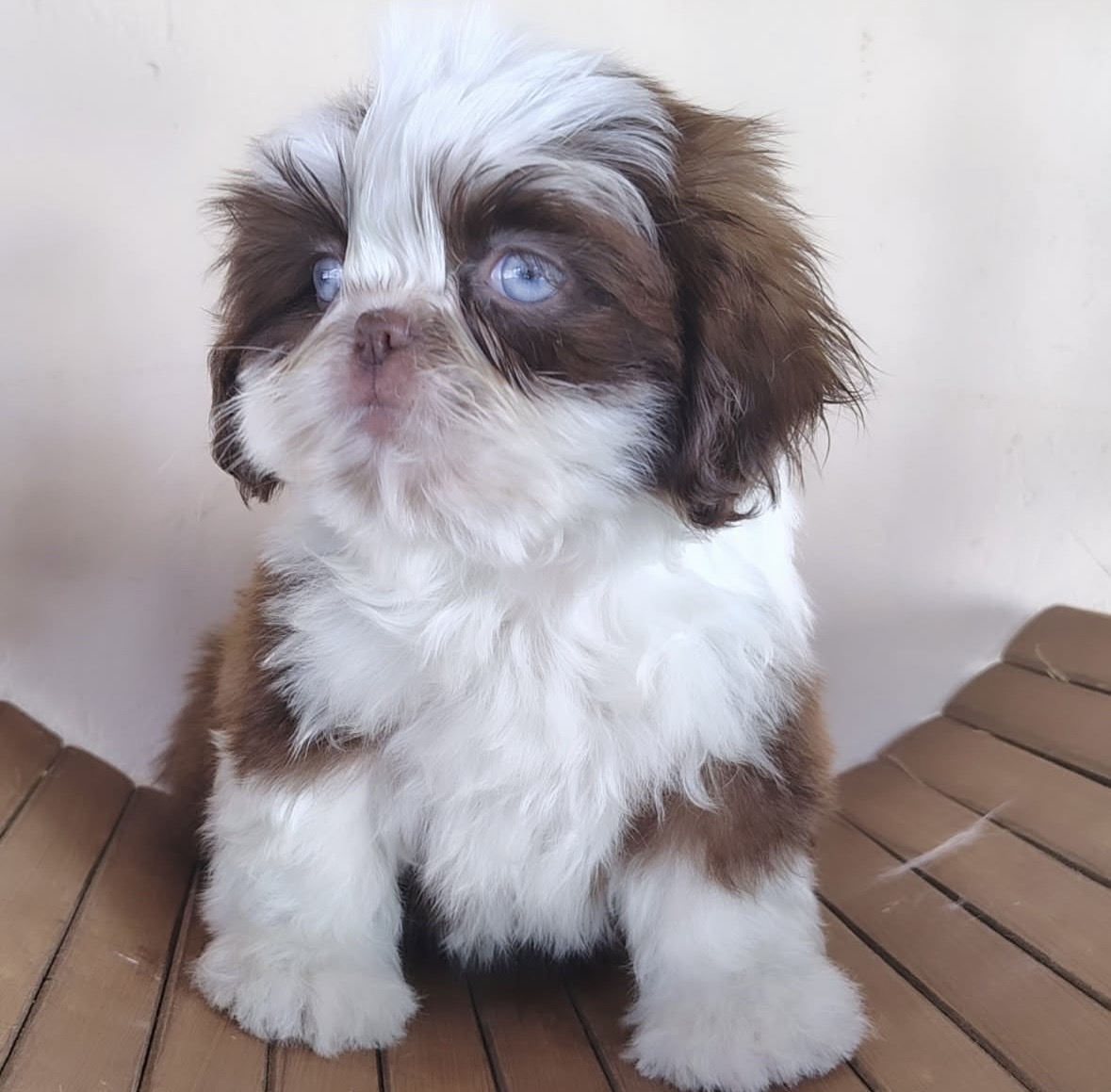 Purebred Shih Tzu Puppy for Sale-Dagger Purebred Shih Tzu Puppy for Sale-Dagger