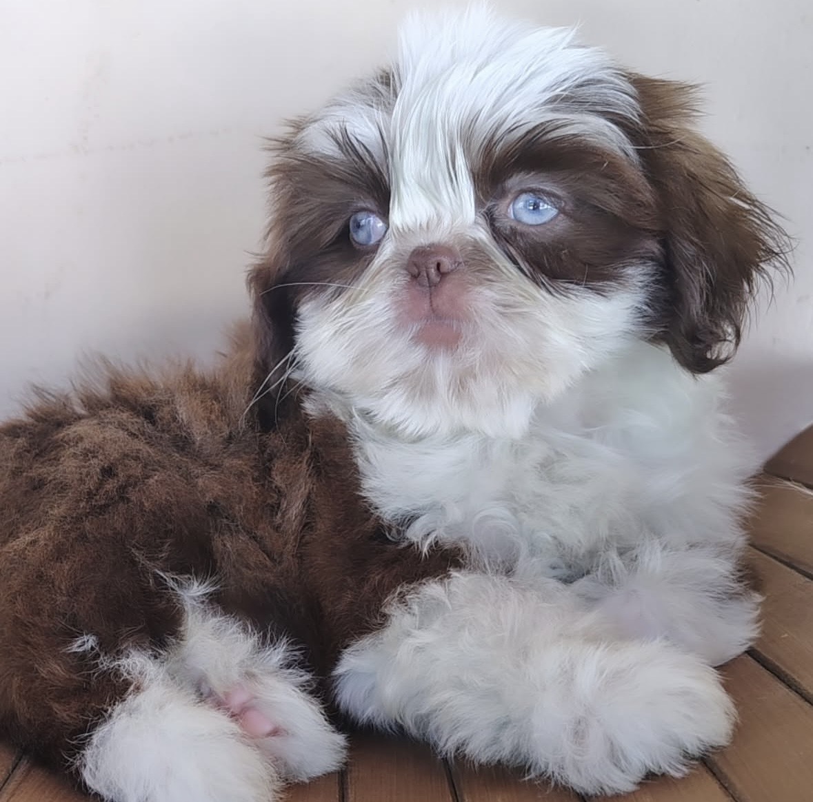 Purebred Shih Tzu Puppy for Sale-Dagger Purebred Shih Tzu Puppy for Sale-Dagger